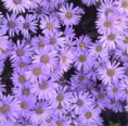 /album/galerie-de-photos-plantes-bouquet-coupe/aster-early-blue-jpg/